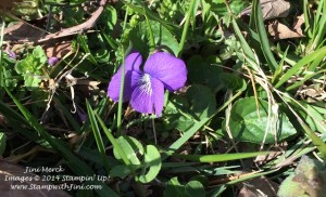 flower in our yard